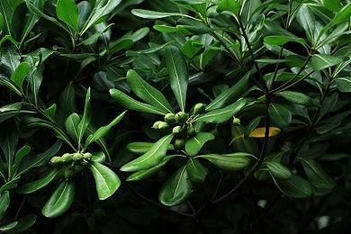 庆祝《梦幻之星OL2》十周年《女神异闻录》团队绘制贺图   